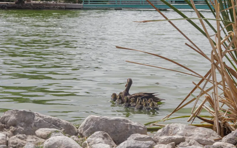 AUMENTA POBLACIÓN DE PATOS MEXICANOS EN EL PARQUE CENTRAL