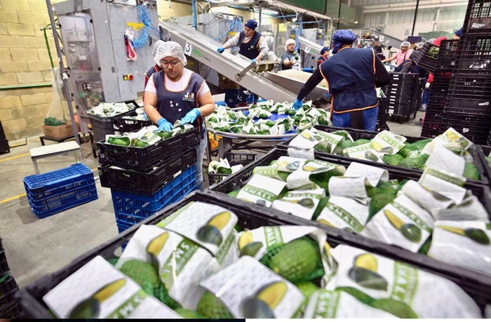 MICHOACÁN ES EL PRINCIPAL ESTADO PRODUCTOR DE AGUACATE EN MÉXICO