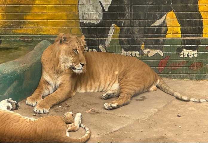 CRÍAS DE TIGRES LLAMAN LA ATENCIÓN DE  VISITANTES AL ZOOLÓGICO DE CHIHUAHUA