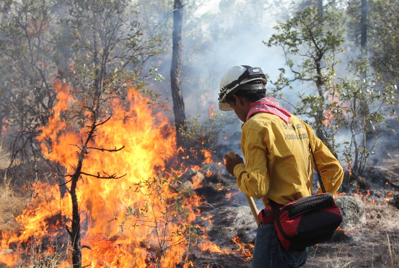 HAN SIDO LIQUIDADOS 184 INCENDIOS FORESTALES EN LO QUE VA DEL AÑO