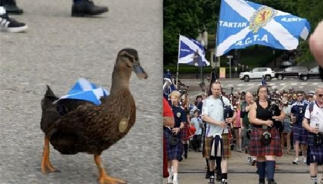 AFICIONADOS ESCOCESES INTEGRARON A SU GRUPO DE ANIMACIÓN AL PATO ‘DAWN’ DURANTE SUS ENCUENTROS POR EL MUNDIAL 2026