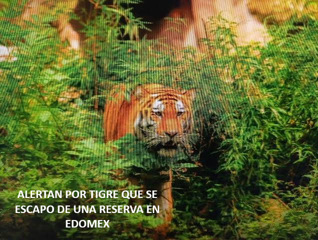 ALERTAN POR TIGRE DE RESERVA QUE ESCAPO EN EDOMEX; PIDEN NO INTENTAR CAPTURARLO