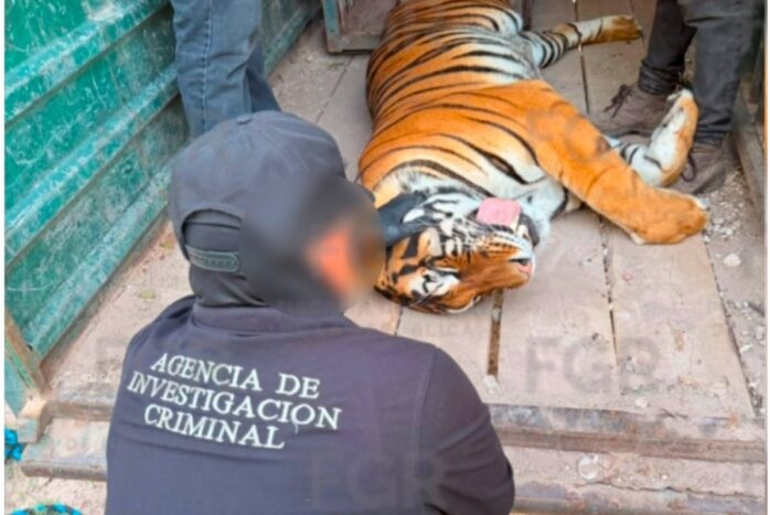FGR RESCATA TIGRES DE BENGALA Y OCELOTE