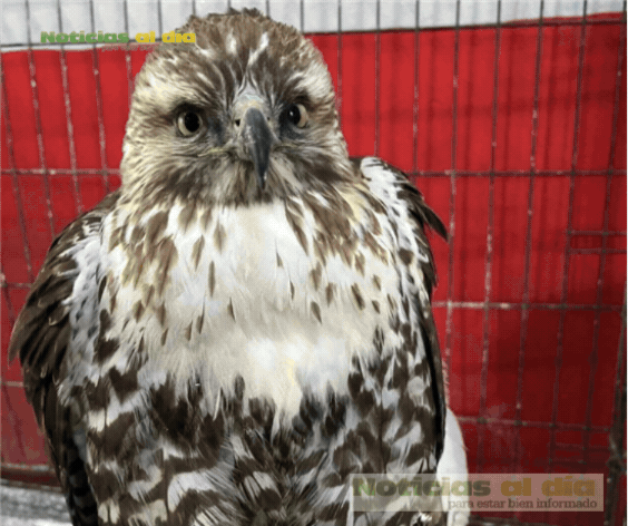 PIDE BOMBEROS EXTREMAR PRECAUCIONES POR INCREMENTO DE FAUNA SILVESTRE POR TEMPORADA DE LLUVIAS