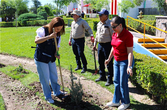 CUMPLE MARCO BONILLA CON ÁREAS VERDES: MANTIENE MUNICIPIO REFORESTACIONES EN LA CIUDAD