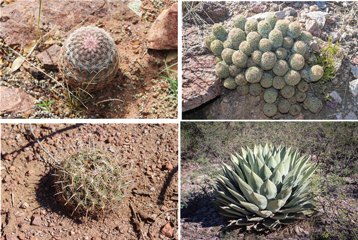 LLAMA MUNICIPIO A PROTEGER PLANTAS NATIVAS; EXTRACCIÓN AFECTA SUSTENTABILIDAD DE LA CIUDAD