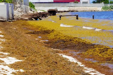QUINTANA ROO CUENTA CON 140 PLAYAS EN SU LITORAL, DE LAS CUALES, 56 SE ENCUENTRAN “EN ROJO” POR LA BASTA PRESENCIA DE SARGAZO.