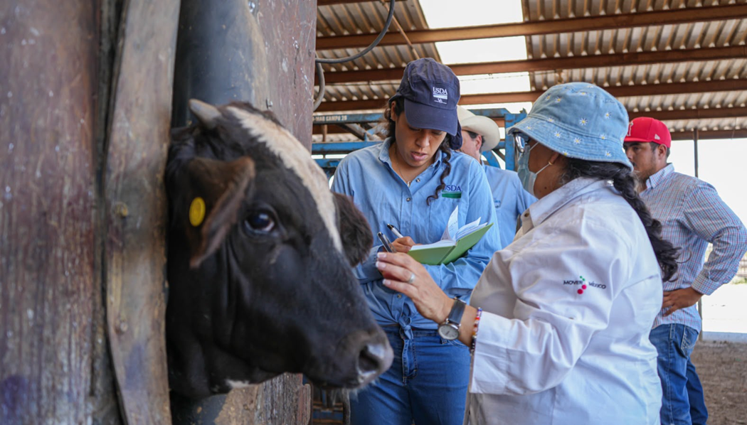 REVISAR, CURAR Y VIGILAR HERIDAS ES LA MEJOR DEFENSA CONTRA EL GBG: DESARROLLO RURAL