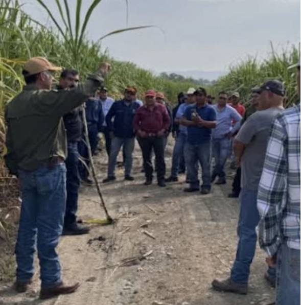 CAÑEROS DE SAN LUIS POTOSÍ ENFRENTAN CRISIS.