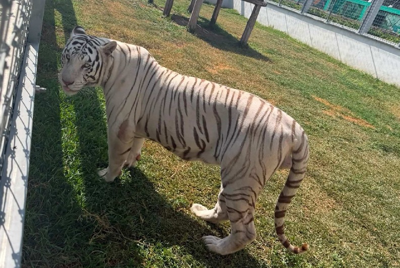 EN TAMAULIPAS DECOMISARON HUACHICOL Y ANIMALES EXÓTICOS
