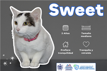 INVITA MUNICIPIO A DARLES UNA OPORTUNIDAD A PERROS Y GATOS RESCATADOS