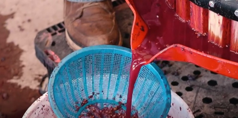 UNIVERSIDAD TECNOLÓGICA DE CAMARGO IMPULSA LA PRODUCCIÓN DE VINO CON ESTUDIANTES DE AGRICULTURA